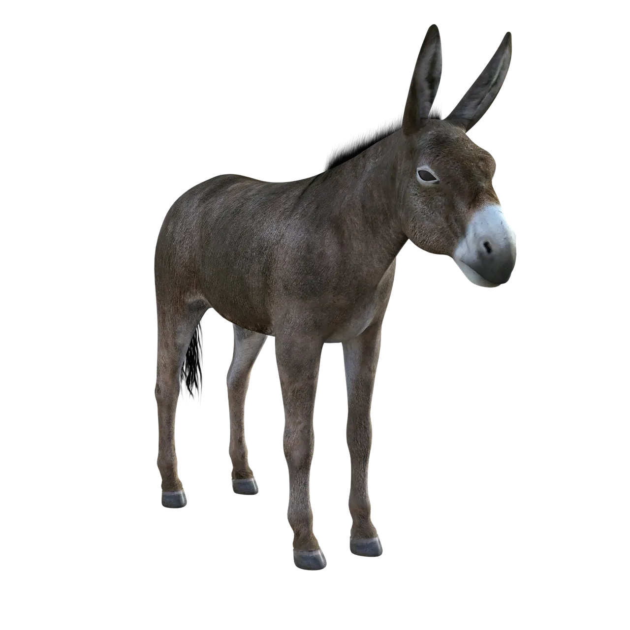 Donkey