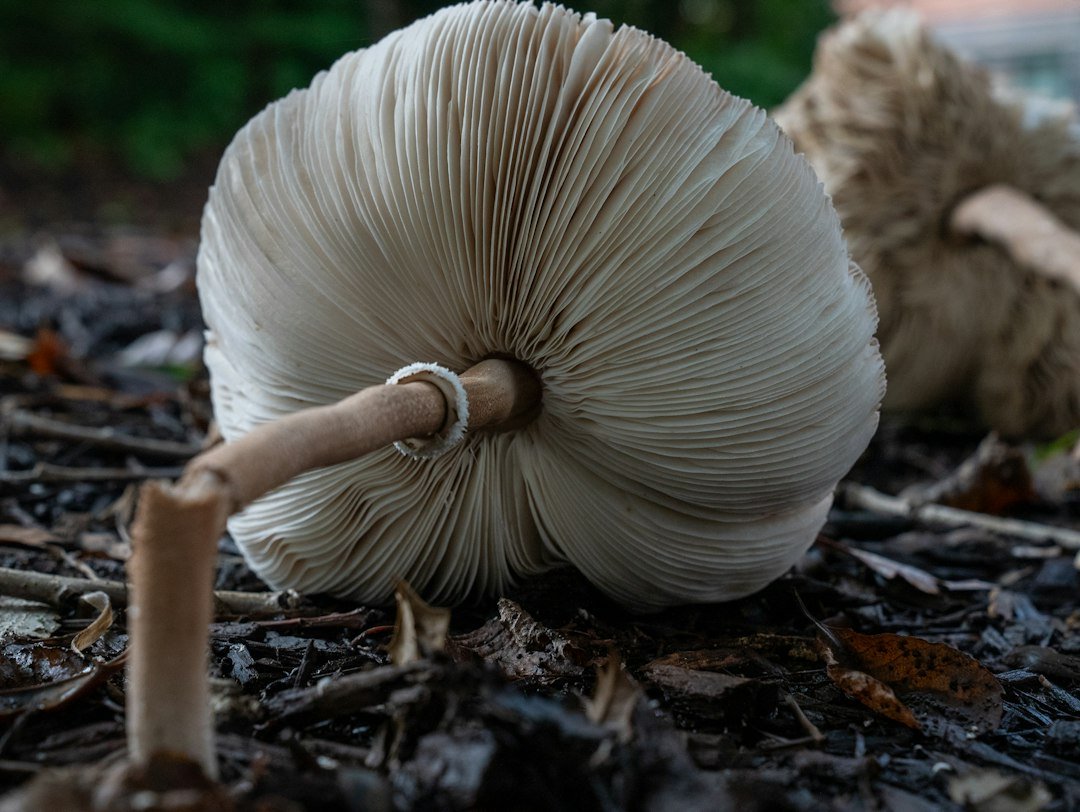 What Are Mycelium Materials? How Designers Are Growing Objects From Fungi