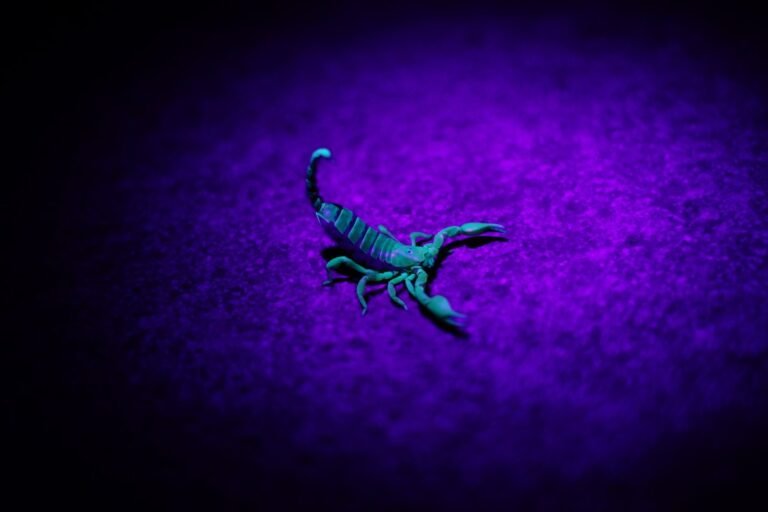 Mammal under unusual light illustrating biofluorescence under ultraviolet illumination