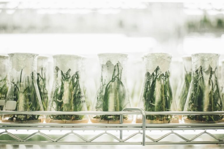 Plants growing in laboratory glassware, illustrating plant molecular farming and plants as biofactories