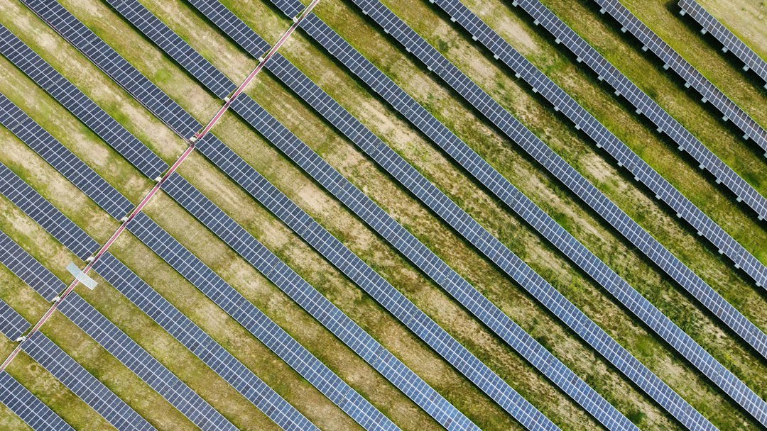 What Is Solar Grazing? Why Sheep Are Showing Up at Solar Farms